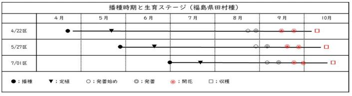 えごまが開花しました 株式会社 健菜堂